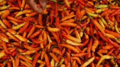 Hal ini Strategi Bapanas Tekan Harga Cabai yang dimaksud digunakan Tengah Meroket