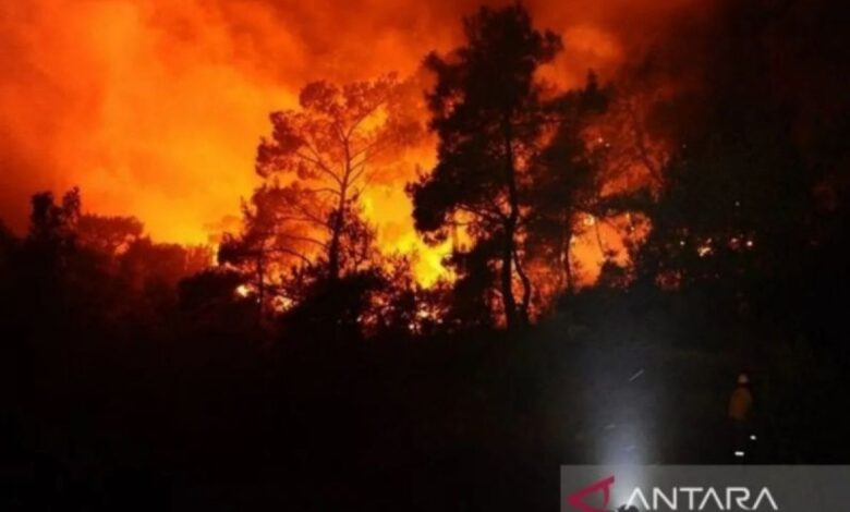 Kebakaran hutan dahsyat pada Israel, 24 warga terluka