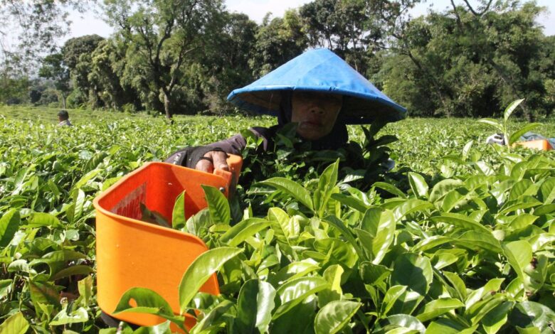 Perbedaan karyawan juga buruh: Definisi, hak, kemudian status pekerjaan
